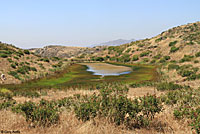 Two-striped Gartersnake Habitat