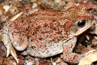 toad