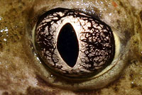 eye