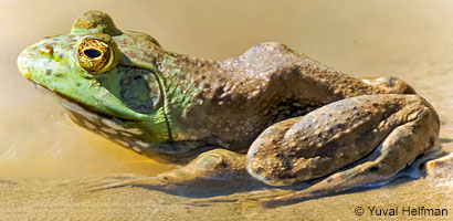 American Bullfrog