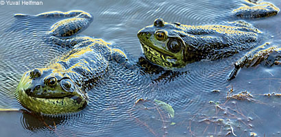 American Bullfrog