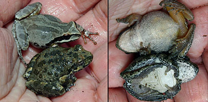 Baja California Treefrog