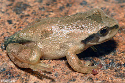 Northern Pacific Treefrog 