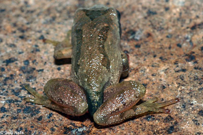 Northern Pacific Treefrog 