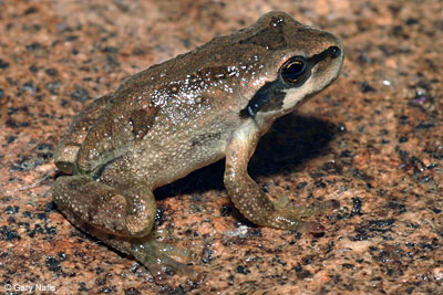 Northern Pacific Treefrog 