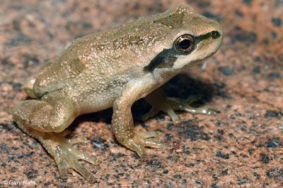 Northern Pacific Treefrog 