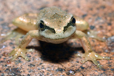 Northern Pacific Treefrog 