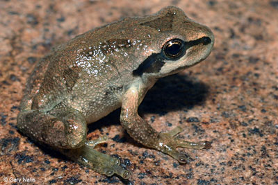 Northern Pacific Treefrog 