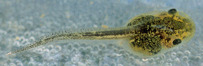 Sierran Treefrog Tadpole