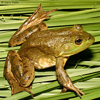 American Bullfrog