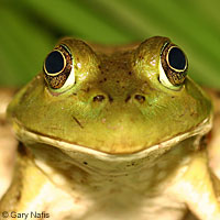 American Bullfrog