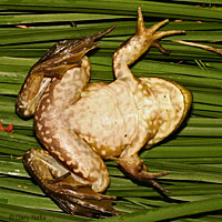 American Bullfrog