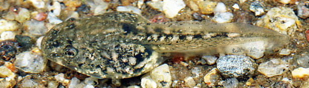 California Treefrog Tadpole