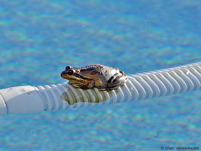 Baja California Treefrog