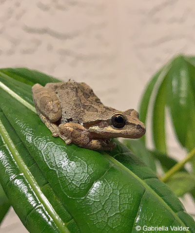 Sierran Treefrog