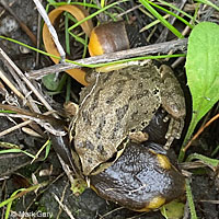 Sierran Treefrog