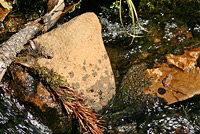 boreal toad