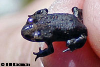 Boreal Toad