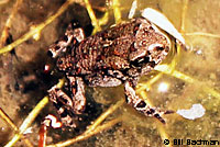 Boreal Toad