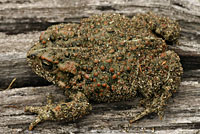 boreal toad