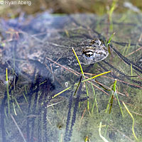 boreal toad