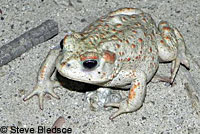 california toad