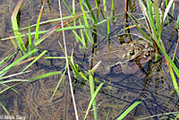 california toad