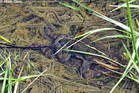 california toad