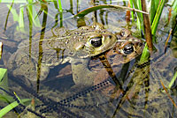 california toad