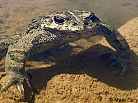 California Red-legged Frog