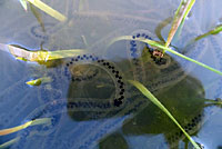 california toad eggs