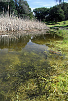 california toad eggs