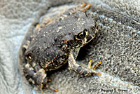 california toad