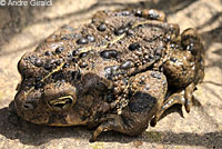 california toad