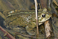 California Red-legged Frog