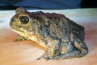 california toad