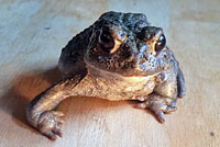 california toad