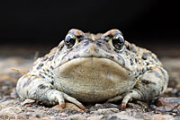 california toad