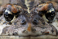 california toad