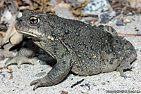 california toad