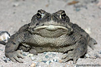 california toad