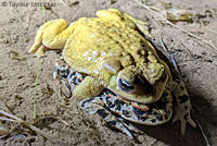 Red-spotted Toad