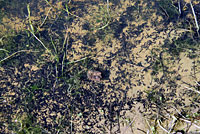 california toad tadpoles