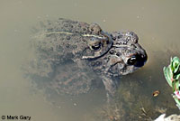 california toad