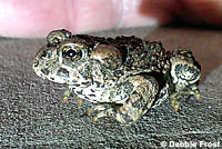 california toad