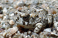 arroyo toad