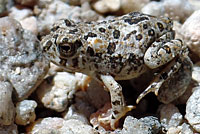 arroyo toad