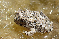 arroyo toad