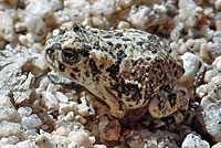 arroyo toad