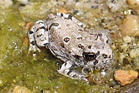 arroyo toad